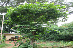 Grewia subinaequalis